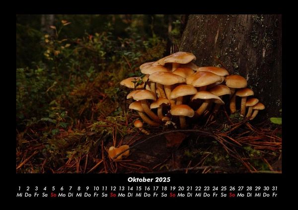 Produktbild: Pilzkalender 2025 Fotokalender DIN A3