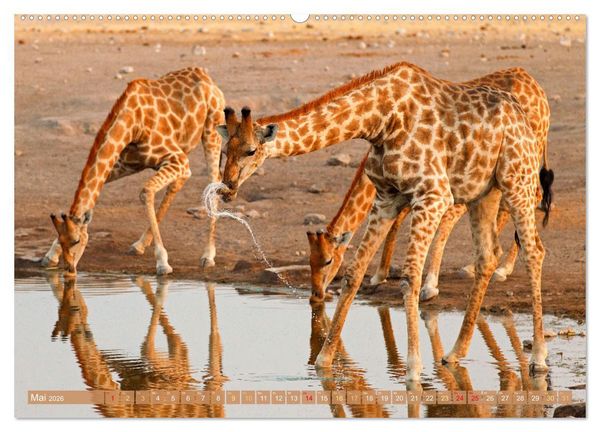 Produktbild: Giraffen: Die afrikanischen Riesen mit Weitblick (hochwertiger Premium Wandkalender 2026 DIN A2 quer), Kunstdruck in Hochglanz