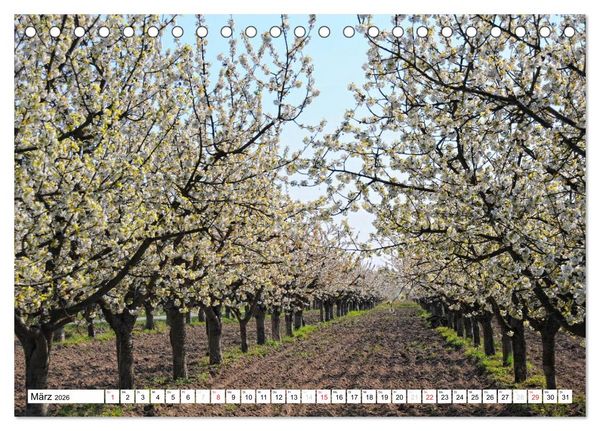 Produktbild: Vier Jahreszeiten im Land Brandenburg (Tischkalender 2026 DIN A5 quer), CALVENDO Monatskalender