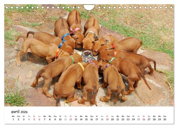 Produktbild: Chiots Rhodesian Ridgeback (Calendrier mural 2026 DIN A4 vertical), CALVENDO calendrier mensuel