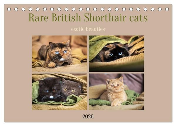 Rare British Shorthair cats (Desk Calendar 2026 DIN A5 landscape), CALVENDO 12 Month DeskCalendar