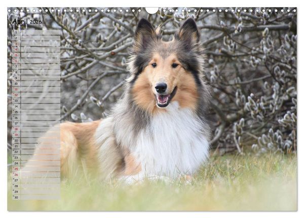 Produktbild: Highland Hawk Fame - Ein Collie begleitet durch das Jahr (Wandkalender 2026 DIN A3 quer), CALVENDO Monatskalender
