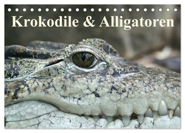 Produktbild: Krokodile & Alligatoren (Tischkalender 2026 DIN A5 quer), CALVENDO Monatskalender