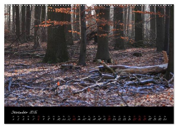Produktbild: Wald (Wandkalender 2026 DIN A2 quer), CALVENDO Monatskalender