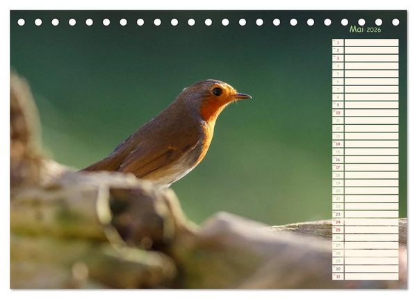 Produktbild: Gefiederte Sch&ouml;nheiten - Das Rotkehlchen / Planer (Tischkalender 2026 DIN A5 quer), CALVENDO Monatskalender