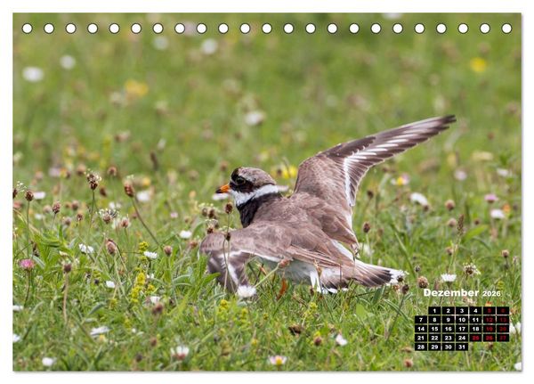 Produktbild: Die Vogelwelt der &Auml;u&szlig;eren Hebriden (Tischkalender 2026 DIN A5 quer), CALVENDO Monatskalender