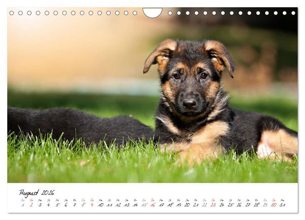 Produktbild: Junge Deutsche Sch&auml;ferhunde (Wandkalender 2026 DIN A4 quer), CALVENDO Monatskalender