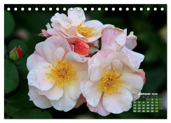 Produktbild: Sommerliche Bl&uuml;tentr&auml;ume (Tischkalender 2026 DIN A5 quer), CALVENDO Monatskalender