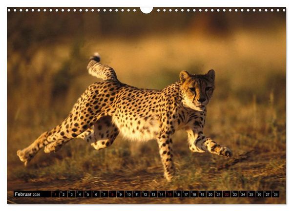 Produktbild: Die Lautlosen. Geparden und Leoparden (Wandkalender 2026 DIN A3 quer), CALVENDO Monatskalender