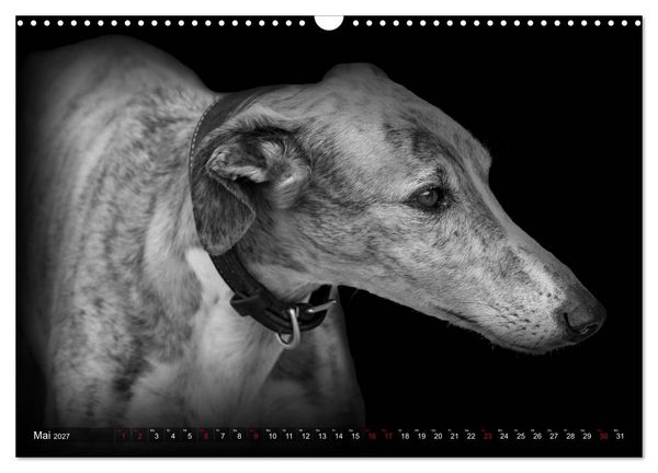Produktbild: Galgo Espa&ntilde;ol - der spanische Windhund 2027 (Wandkalender 2027 DIN A3 quer), CALVENDO Monatskalender