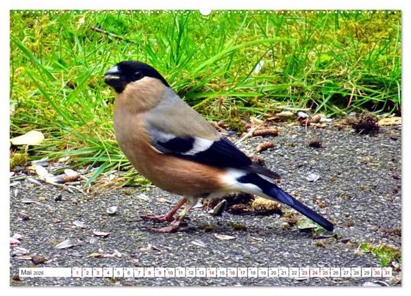 Produktbild: Herr und Frau Gimpel - Stammg&auml;ste im Garten (Wandkalender 2026 DIN A2 quer), CALVENDO Monatskalender