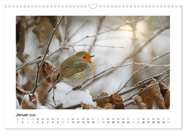 Produktbild: Zauberhafte Rotkehlchen (Wandkalender 2026 DIN A3 quer), CALVENDO Monatskalender