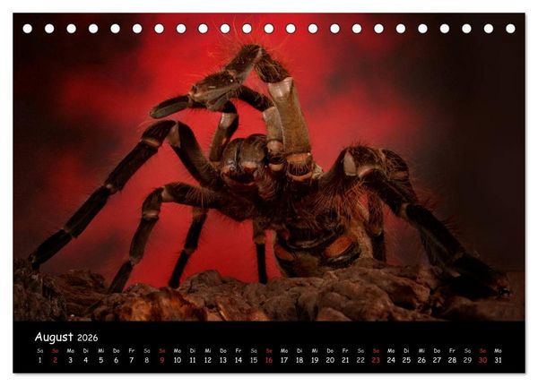 Produktbild: Mystische Vogelspinnen (Tischkalender 2026 DIN A5 quer), CALVENDO Monatskalender