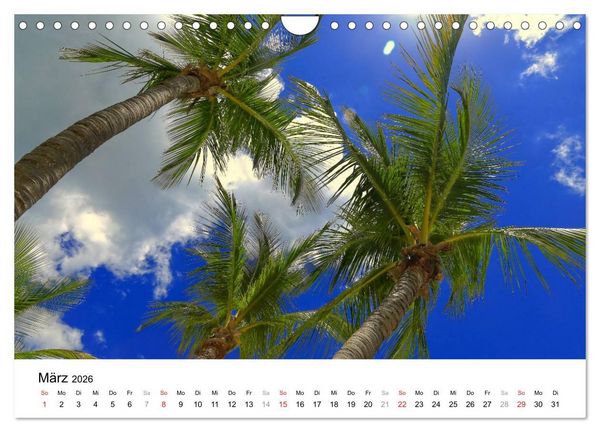 Produktbild: Unter der Sonne Floridas (Wandkalender 2026 DIN A4 quer), CALVENDO Monatskalender
