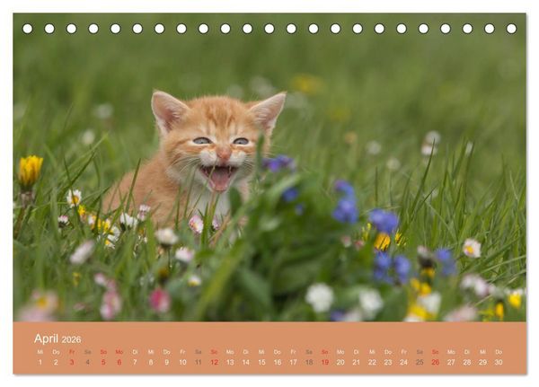 Produktbild: S&uuml;&szlig;e Stubentiger - Katzenkinder (Tischkalender 2026 DIN A5 quer), CALVENDO Monatskalender