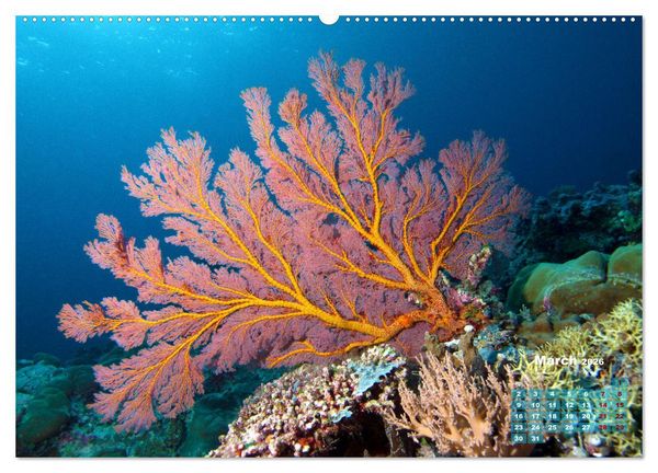 Produktbild: Oceans Alive - A World of Color and Diversity (Wall Calendar 2026 DIN A2 landscape), CALVENDO 12 Month Wall Calendar