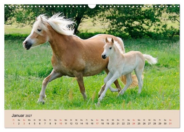 Produktbild: Haflinger Fohlen (Wandkalender 2027 DIN A3 quer), CALVENDO Monatskalender