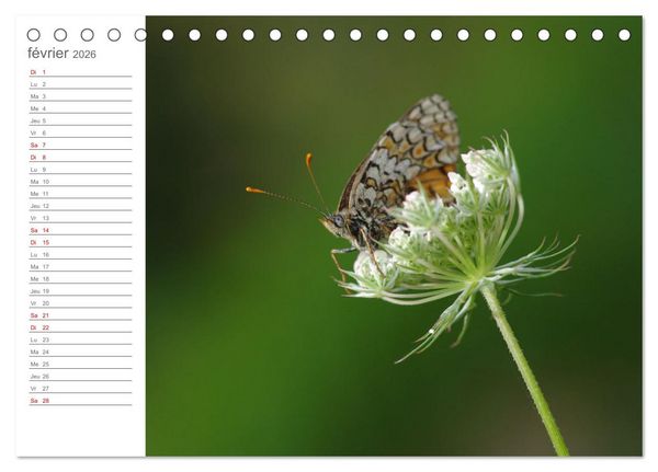 Produktbild: Dans le jardin des papillons (Calendrier de bureau 2026 DIN A5 vertical), CALVENDO calendrier mensuel