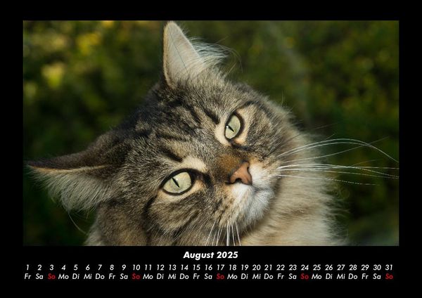 Produktbild: F&uuml;r Katzenfreunde 2025 Fotokalender DIN A3