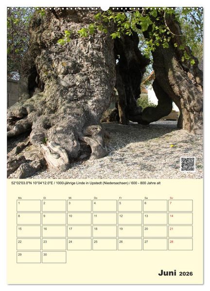 Produktbild: Uralt - Mit QR-Code und GPS zu alten B&auml;umen (Wandkalender 2026 DIN A2 hoch), CALVENDO Monatskalender