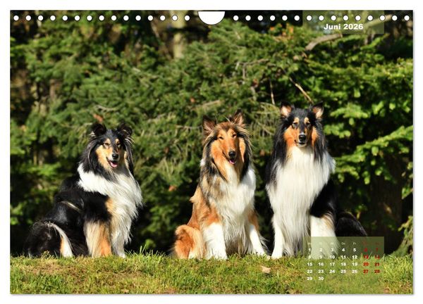 Produktbild: Collies? Was sonst! (Wandkalender 2026 DIN A4 quer), CALVENDO Monatskalender