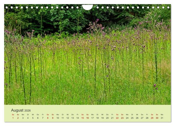 Produktbild: Wilde Blumen - ein Spaziergang durch die Natur (Wandkalender 2026 DIN A4 quer), CALVENDO Monatskalender