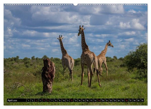 Produktbild: Afrikas wilde Tiere (Wandkalender 2026 DIN A2 quer), CALVENDO Monatskalender