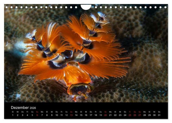 Produktbild: Faszinierendes Leben unter Wasser (Wandkalender 2026 DIN A4 quer), CALVENDO Monatskalender