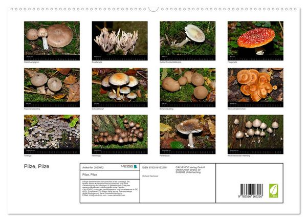 Produktbild: Pilze, Pilze (hochwertiger Premium Wandkalender 2026 DIN A2 quer), Kunstdruck in Hochglanz