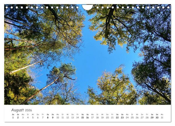 Produktbild: Wald - bezaubernde W&auml;lder (Wandkalender 2026 DIN A4 quer), CALVENDO Monatskalender