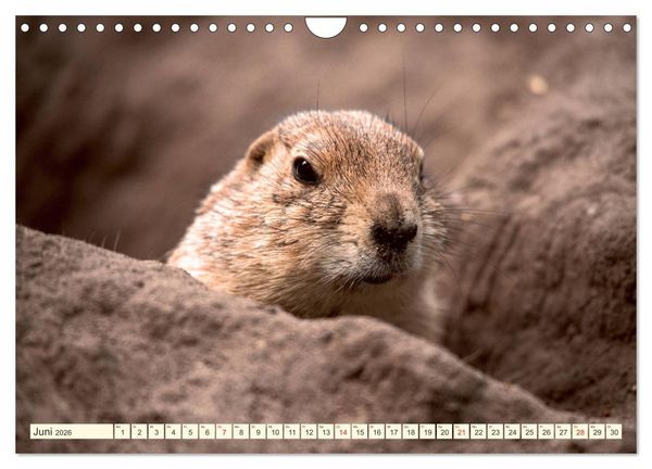 Produktbild: Pr&auml;riehunde - s&uuml;&szlig;e S&auml;uger (Wandkalender 2026 DIN A4 quer), CALVENDO Monatskalender