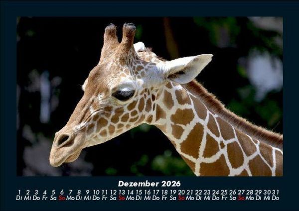Produktbild: Giraffen 2026 Fotokalender DIN A5