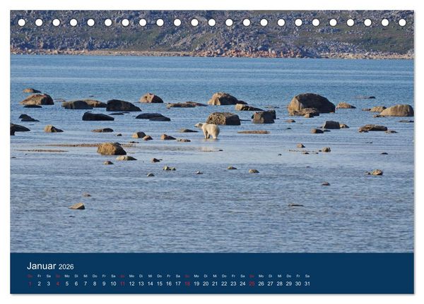 Produktbild: Das Leben der etwas "anderen" Eisb&auml;ren! (Tischkalender 2026 DIN A5 quer), CALVENDO Monatskalender