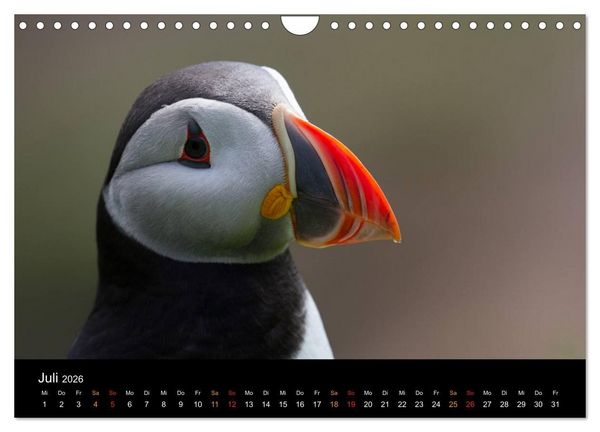Produktbild: Welt der Papageitaucher (Wandkalender 2026 DIN A4 quer), CALVENDO Monatskalender