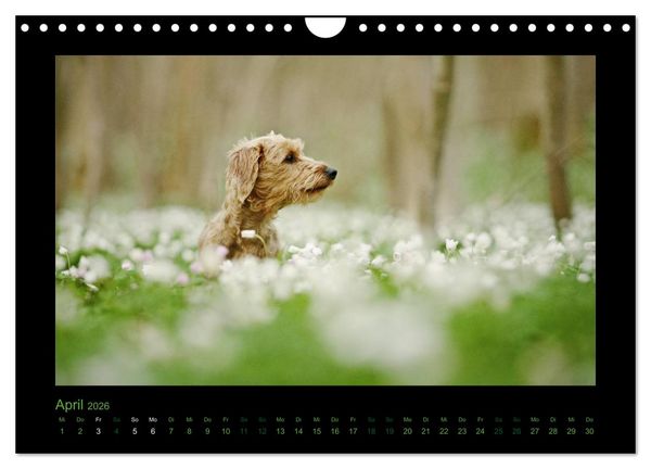 Produktbild: Elli Pirelli... aus dem Leben eines fr&ouml;hlichen Pinscher-Dackel-M&auml;dels (Wandkalender 2026 DIN A4 quer), CALVENDO Monatskalender