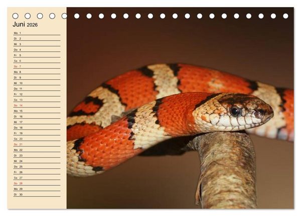 Produktbild: Reptilien. Schlangen, Echsen und Co. (Tischkalender 2026 DIN A5 quer), CALVENDO Monatskalender