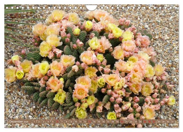 Produktbild: BOTANICACTUS Mallorcas Kakteengarten (Wandkalender 2026 DIN A4 quer), CALVENDO Monatskalender