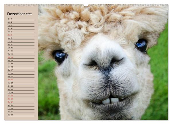 Produktbild: Alpakas und Lamas (hochwertiger Premium Wandkalender 2026 DIN A2 quer), Kunstdruck in Hochglanz