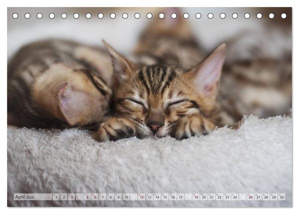 Produktbild: Wildes Wohnzimmer - Die Bengalkatze (Tischkalender 2026 DIN A5 quer), CALVENDO Monatskalender