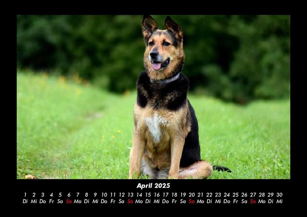 Produktbild: Der Hundekalender 2025 Fotokalender DIN A3