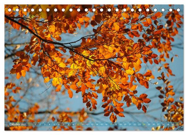 Produktbild: Spaziergang im Wald (Tischkalender 2027 DIN A5 quer), CALVENDO Monatskalender
