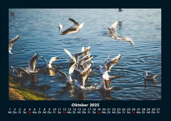Produktbild: M&ouml;wen 2025 Fotokalender DIN A4