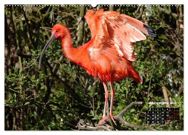 Produktbild: Oiseaux exotiques (Calendrier mural 2026 DIN A2 vertical) calendrier de bureau
