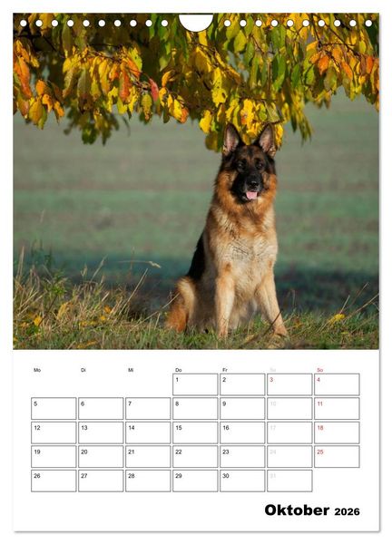 Produktbild: Deutsche Sch&auml;ferhunde - Seelentr&ouml;ster auf vier Pfoten (Wandkalender 2026 DIN A4 hoch), CALVENDO Monatskalender