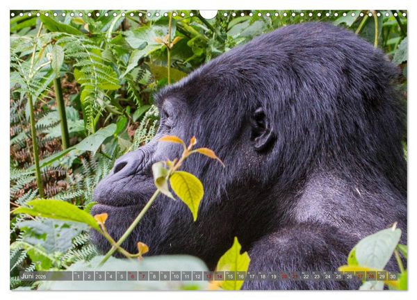 Produktbild: Gorillas ohne Nebel (Wandkalender 2026 DIN A3 quer), CALVENDO Monatskalender