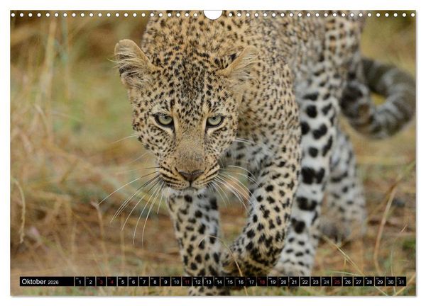 Produktbild: Faszination Afrika: Der Leopard (Wandkalender 2026 DIN A3 quer), CALVENDO Monatskalender