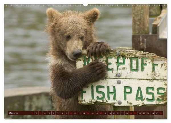 Produktbild: B&auml;ren. Unterwegs mit Meister Petz (Wandkalender 2026 DIN A2 quer), CALVENDO Monatskalender