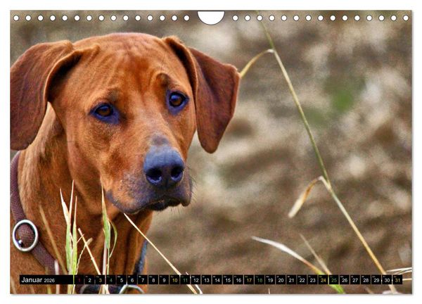 Produktbild: Rhodesian Ridgeback - Ausdrucksstarke Gesichter (Wandkalender 2026 DIN A4 quer), CALVENDO Monatskalender
