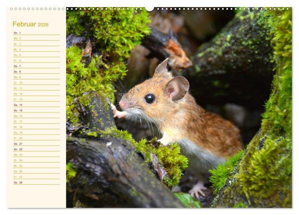 Produktbild: Gr&uuml;sse von der Maus! (Wandkalender 2026 DIN A2 quer), CALVENDO Monatskalender