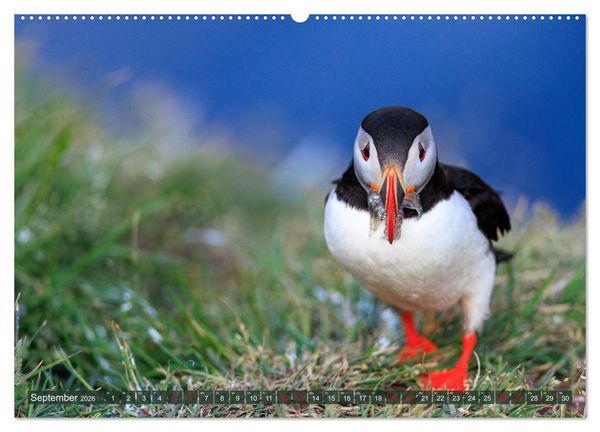 Produktbild: Puffins - Papageientaucher auf Island (Wandkalender 2026 DIN A2 quer), CALVENDO Monatskalender